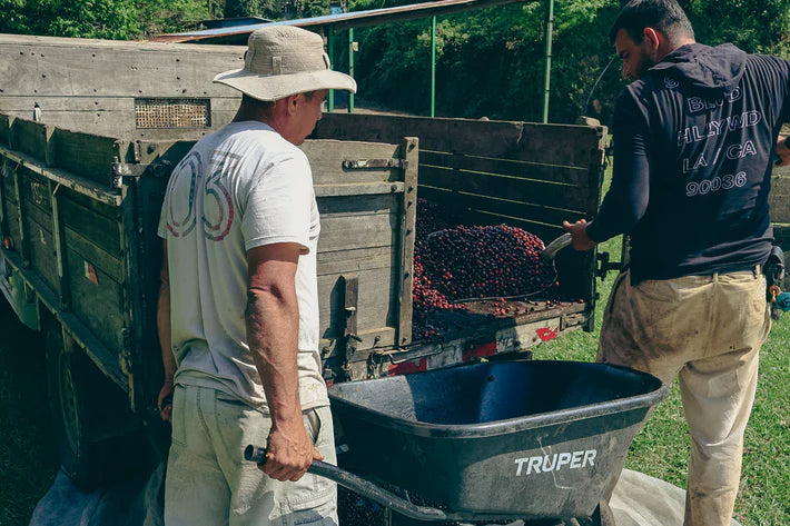 Costa Rica Aguilera Geisha