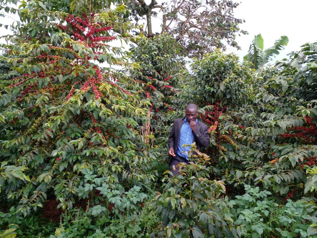 Surrounded by coffee beans - ready and ripe for picking