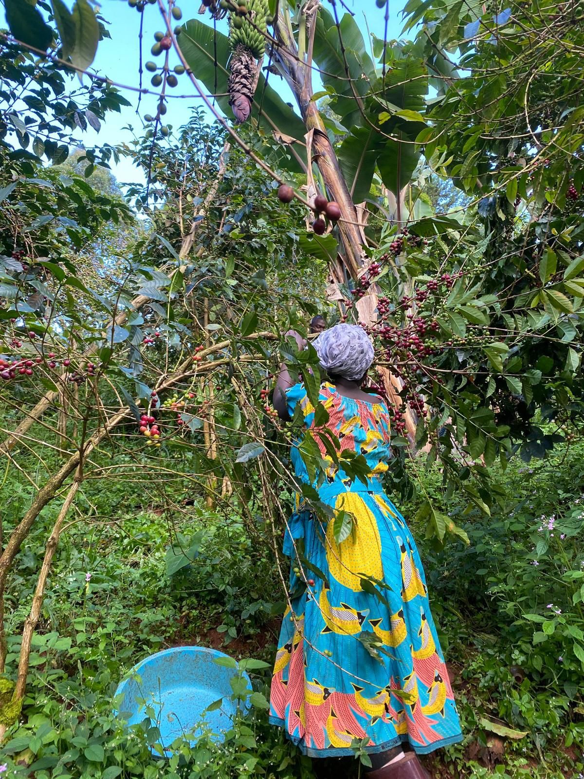 Coffee picking - a low impact, sustainable way of coffee production