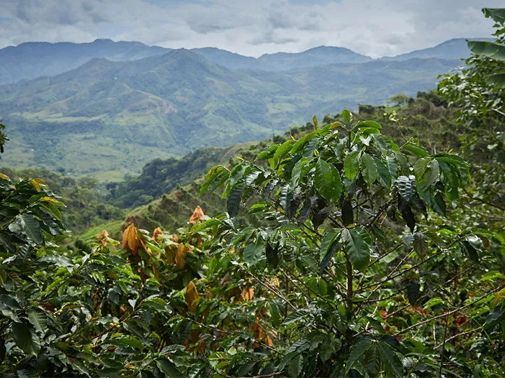 Coffee trees with ripe coffee cherries on a mountainous landscape