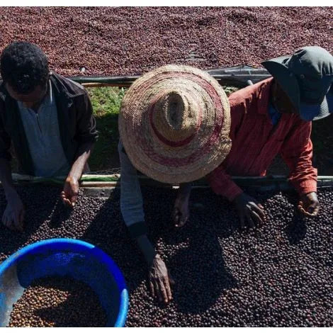 Ethiopia Konga Yirgacheffe G1