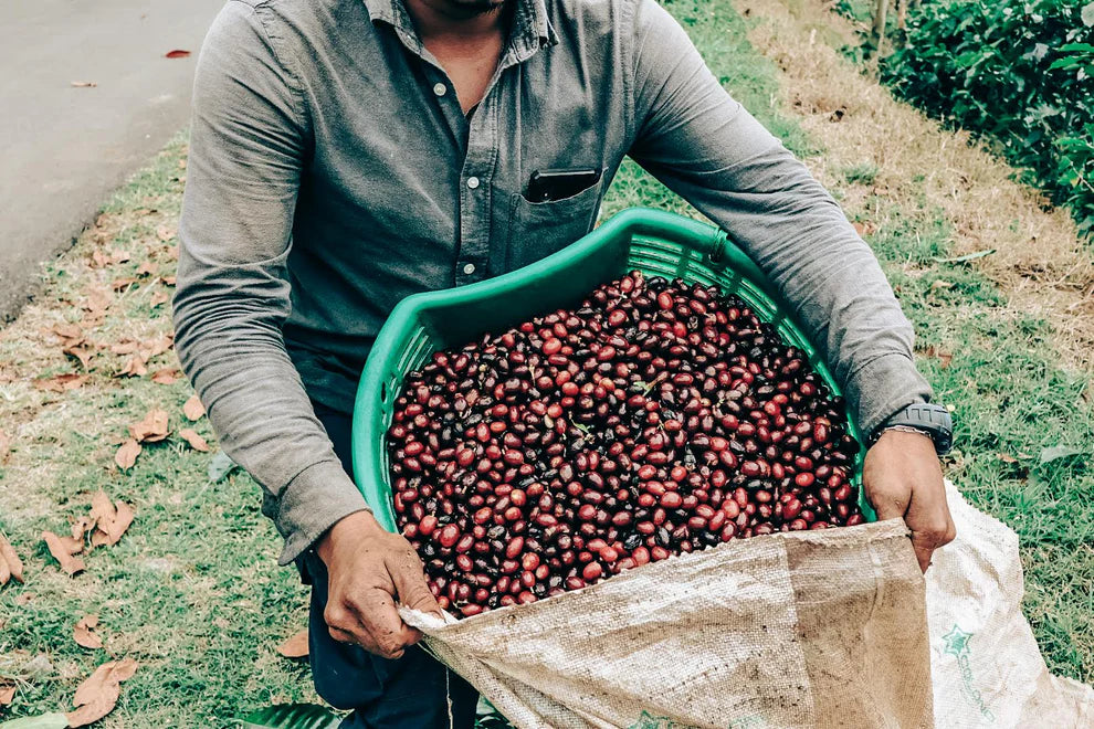 Costa Rica Aguilera Geisha