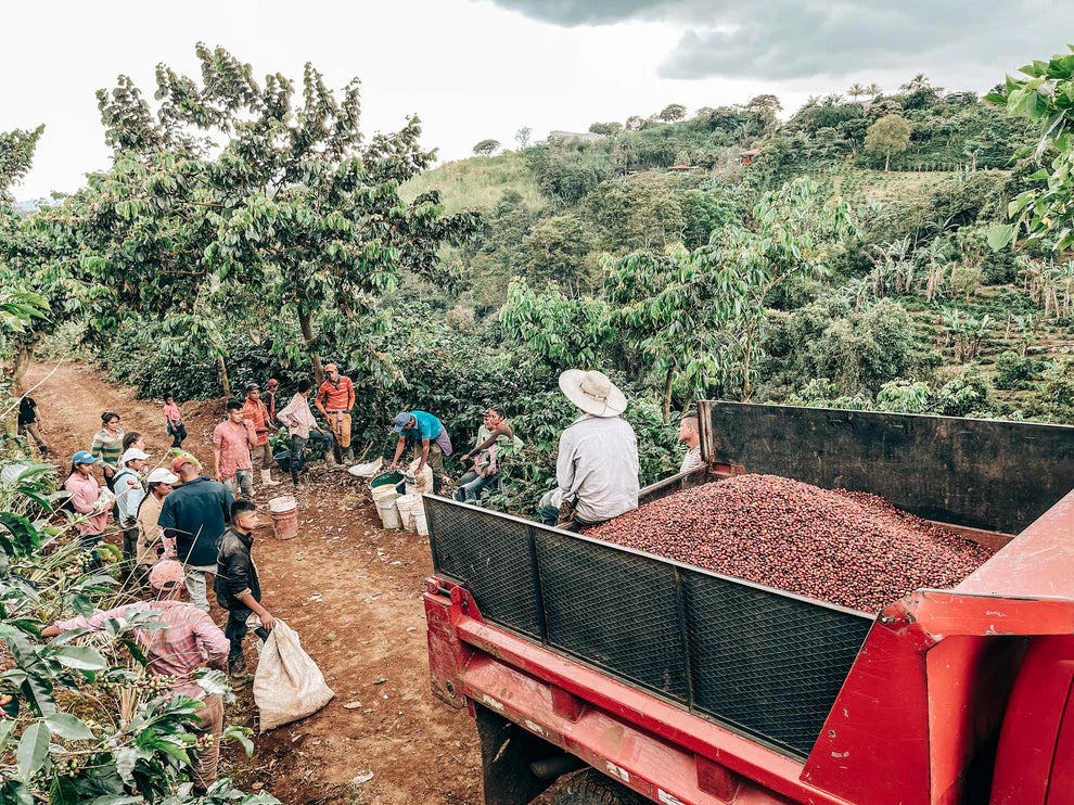 Costa Rica Aguilera Geisha
