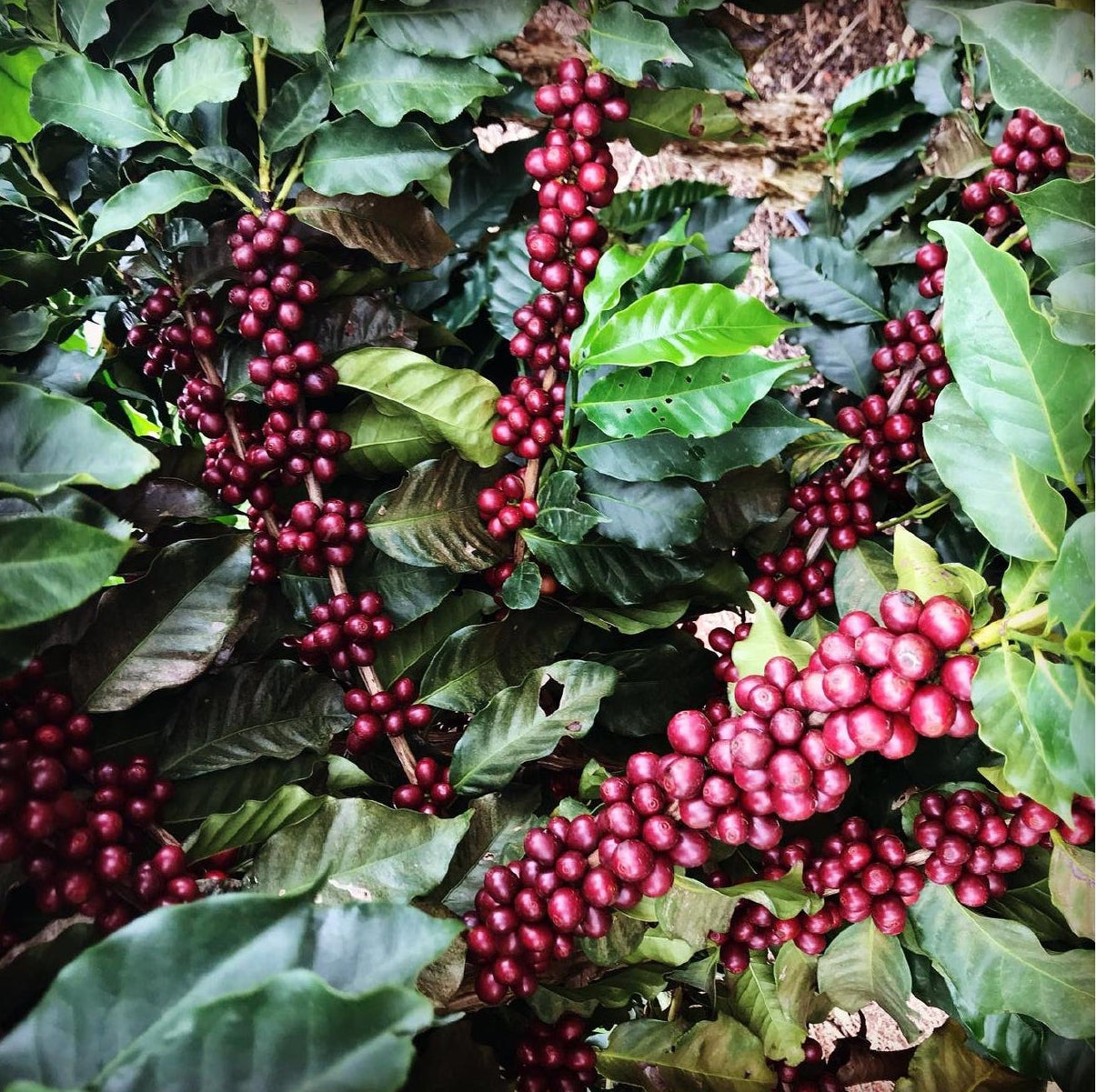 Brazil Fazenda Cachoeira