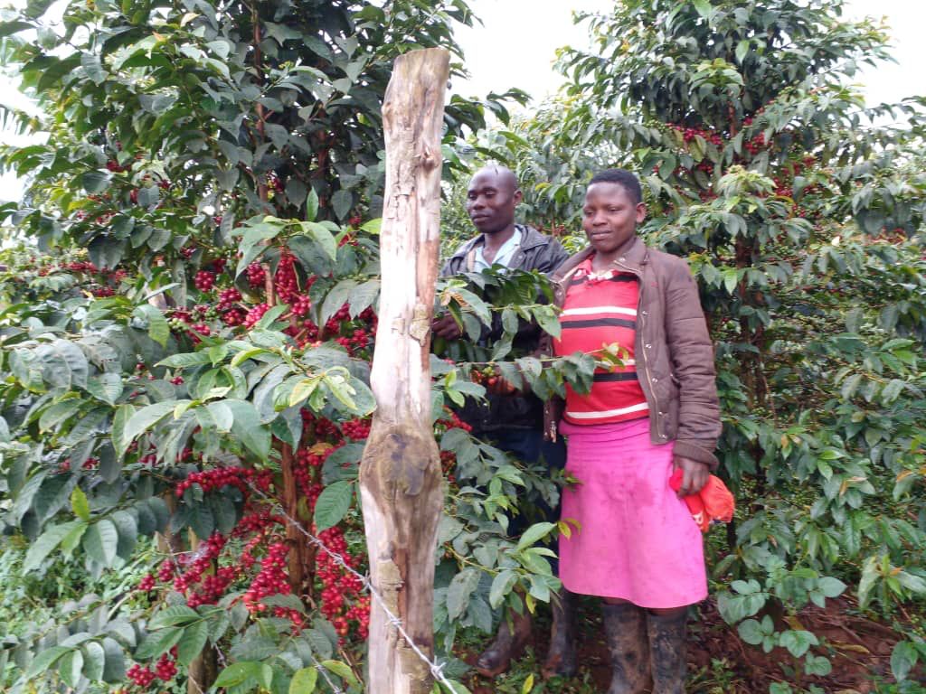 Red ripe coffee cherries