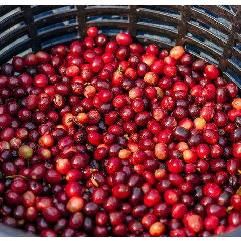 Guatemala Blue Ayarza