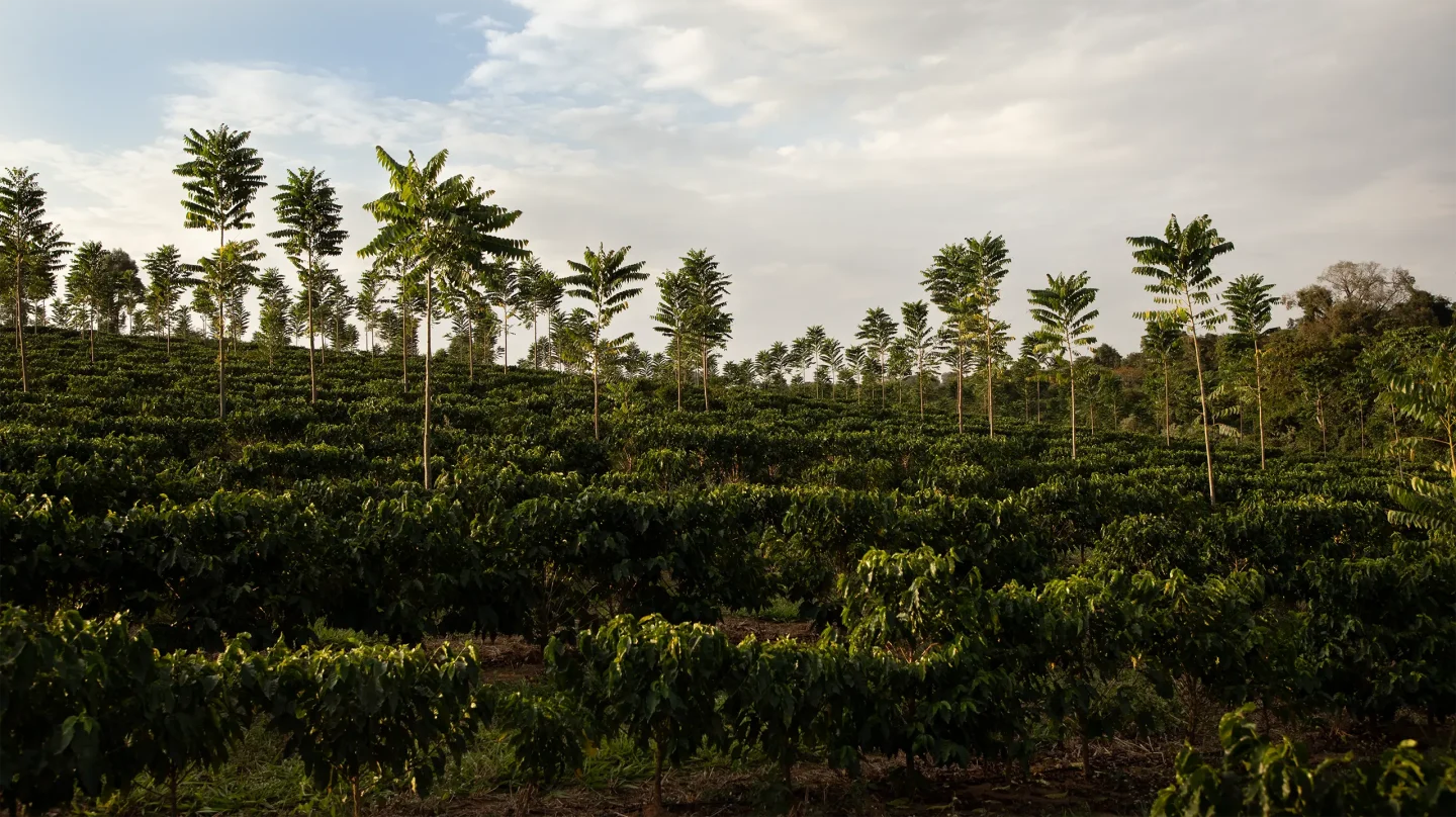 A coffee farm