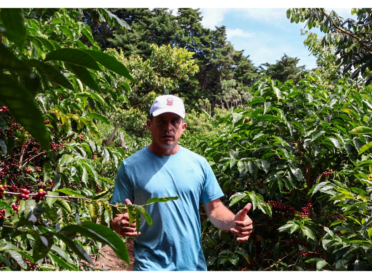 Costa Rica Aguilera Geisha