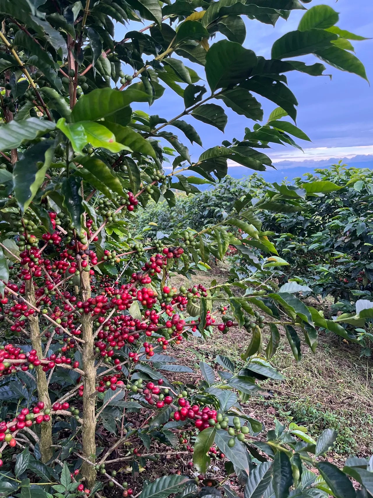 Costa Rica Aguilera Geisha