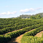 A part of the coffee farm - the coffee bushes from which our peaberry coffee is separated