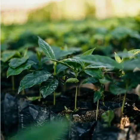 Green leafy plant seedlings growing in rows on black plastic mulch in a field, with a soft blurred background.