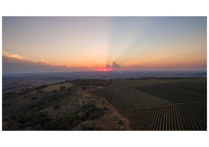 Brazil Fazenda Cachoeira - Wholesale