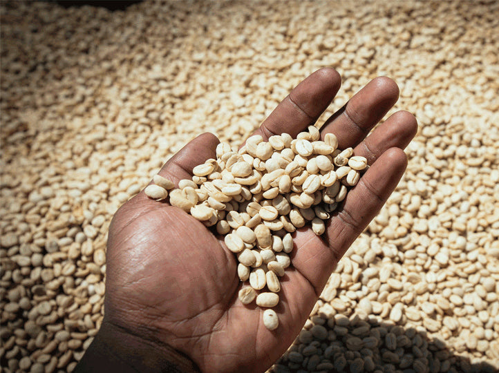 Hand holding a handful of coffee beans with a background of more coffee beans.