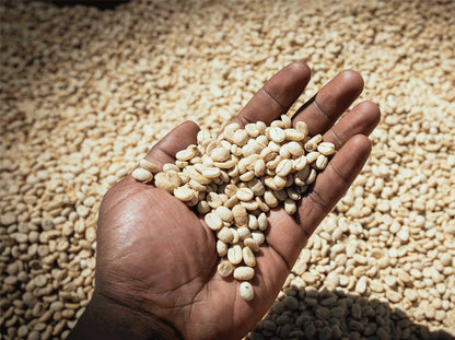 Hand holding a handful of coffee beans with a background of more coffee beans.