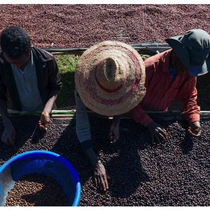 Ethiopia Konga Yirgacheffe G1