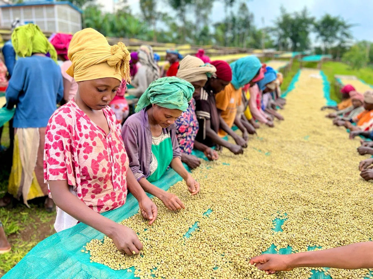 A long line of people outdoors wearing colorful head wraps and clothing, sorting or handling a large spread of pale yellow grains or seeds laid on green tarps in an agricultural field.