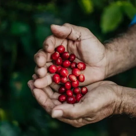 Red Coffee Cherries in hands