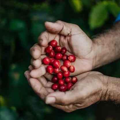 Red Coffee Cherries in hands