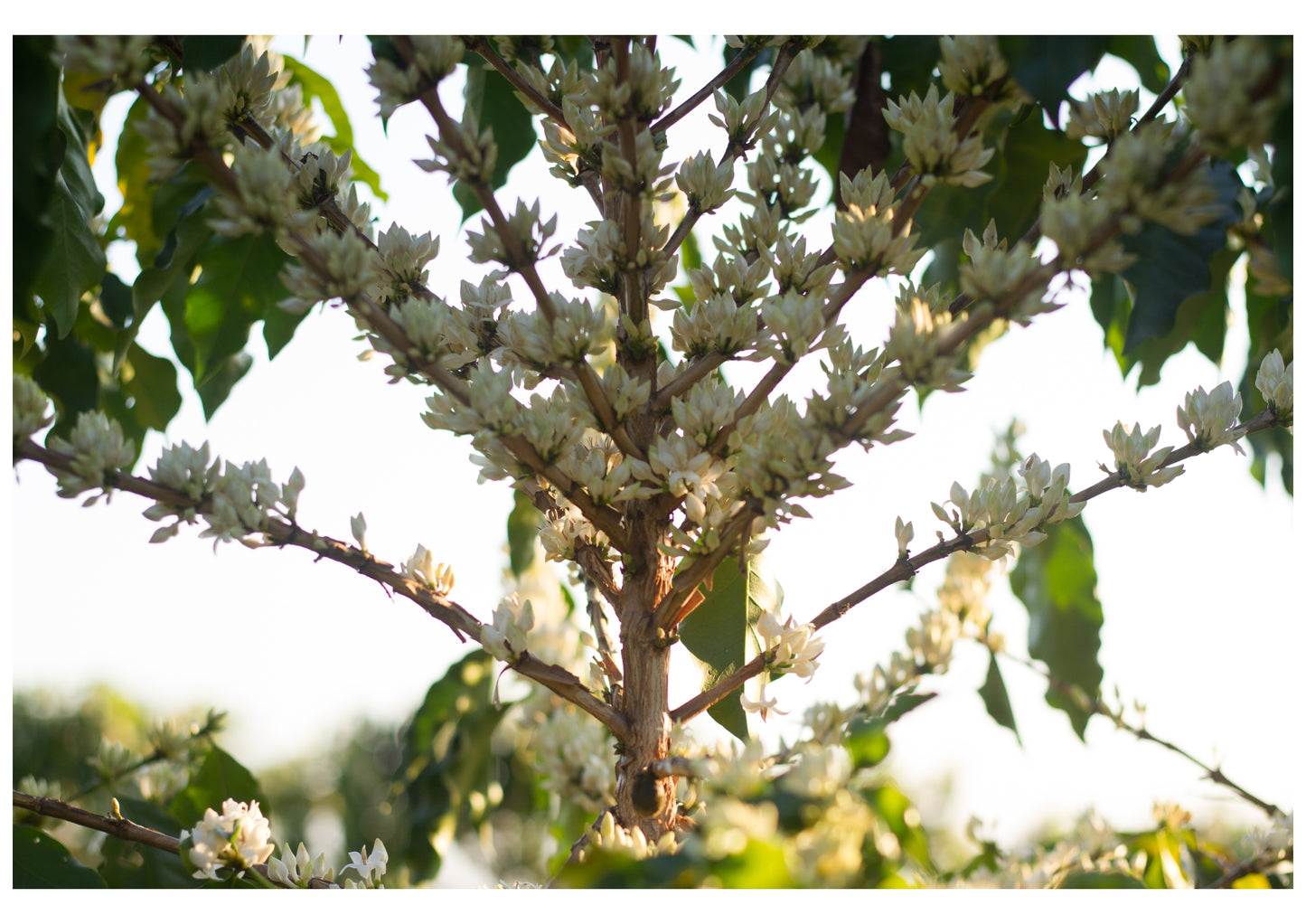 Brazil Fazenda Cachoeira - Wholesale