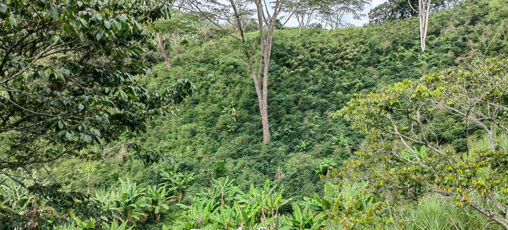 More green Columbian forest with coffee bushes on the slopes