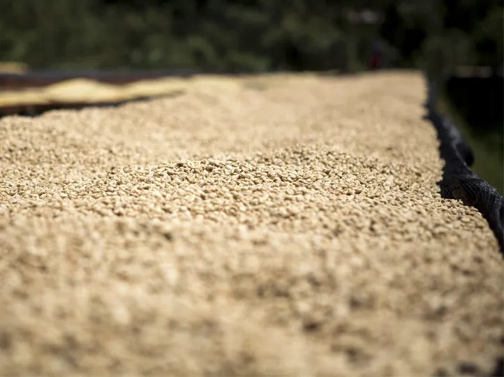 Close-up of coarse beige grains or seeds spread out on a black mesh surface outdoors, with a blurred green background.