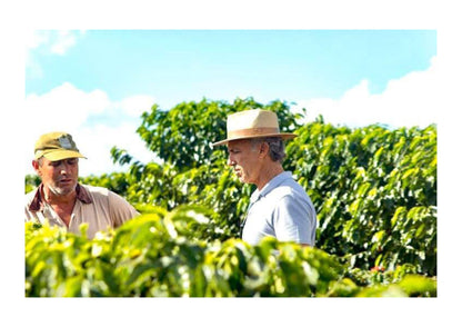 Brazil Fazenda Cachoeira - Wholesale