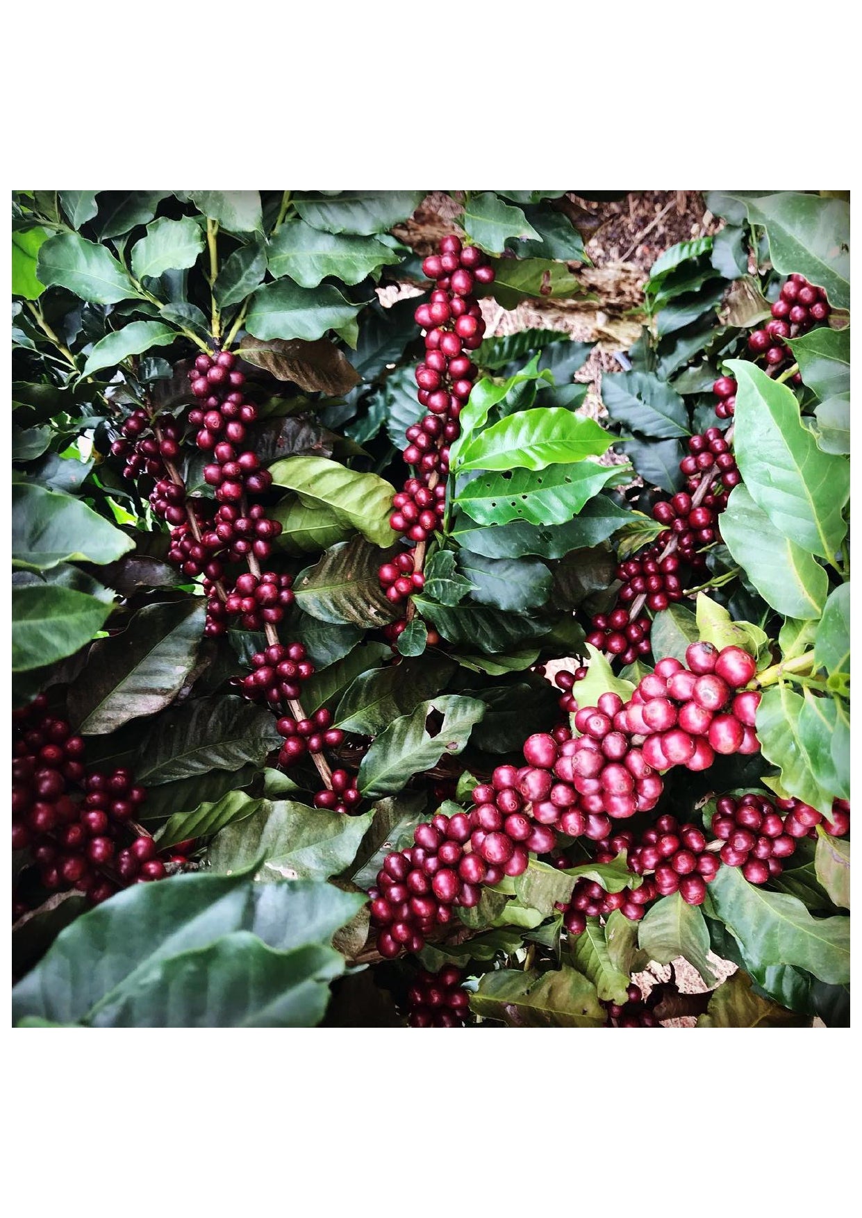 Brazil Fazenda Cachoeira - Wholesale