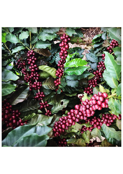 Brazil Fazenda Cachoeira - Wholesale