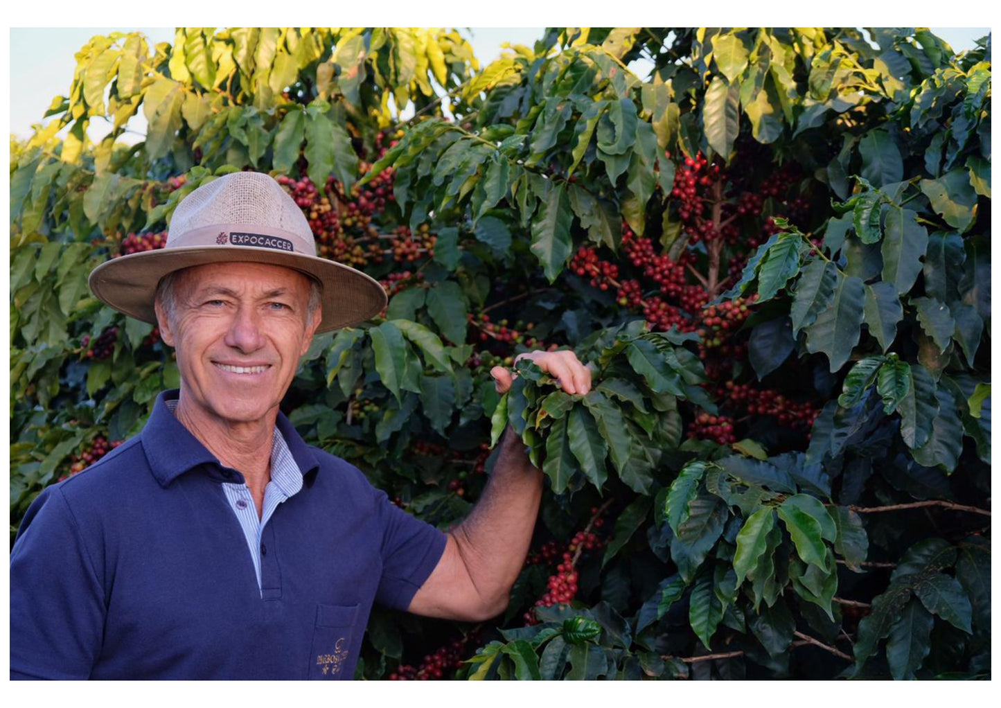 Brazil Fazenda Cachoeira - Wholesale