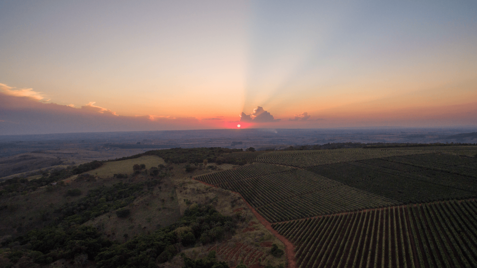 Sunset over a coffee plantation with a rainbow in the sky
