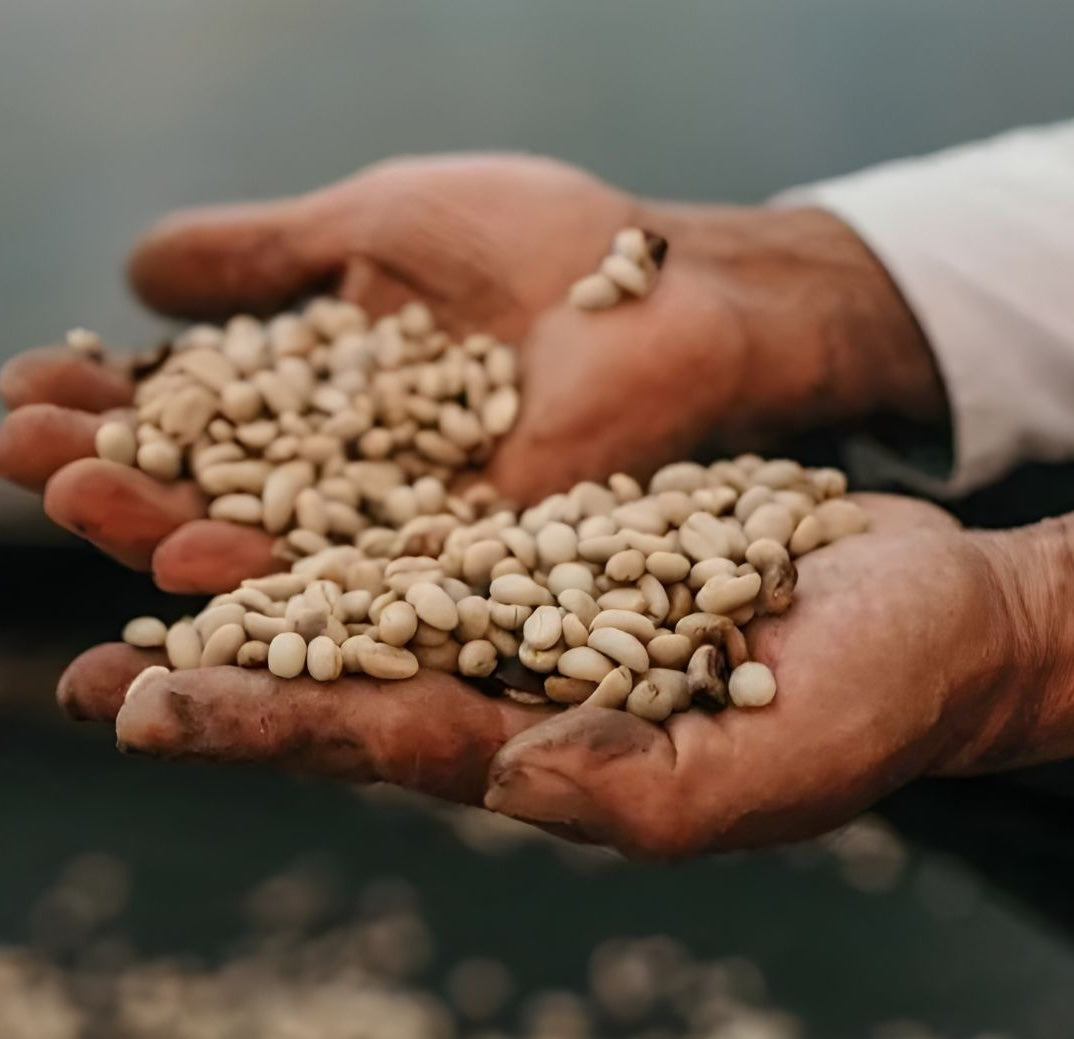 Hands holding a handful of green coffee beans against a blurred background