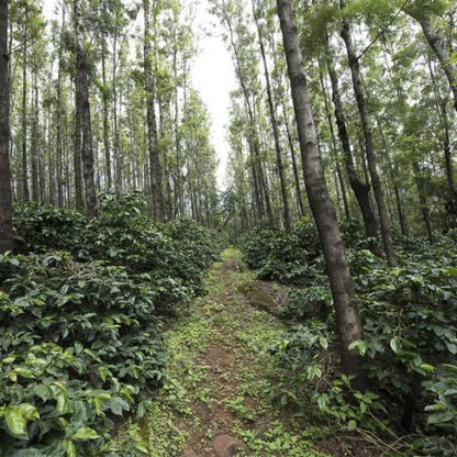 India Ratnagiri estate