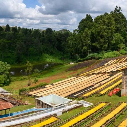 A wide outdoor scene showing long wooden boards or trays arranged in rows on grassy hills, with dense green trees, a small pond, and a cloudy blue sky in the background.