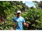 Costa Rica Aguilera Geisha